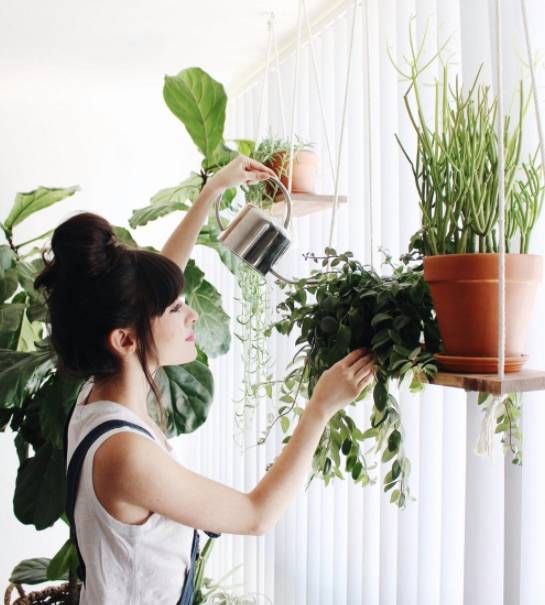 6 Best low-maintenance houseplants that anyone can grow