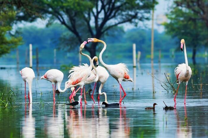 BHARATPUR BIRD SANCTUARY for a daycation
