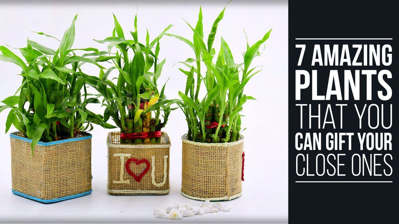 7 Amazing Plants That You Can Gift Your Close Ones