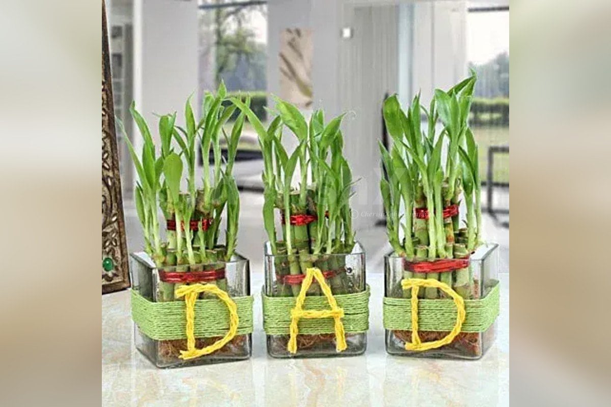 Bamboo Plants to gift your close ones