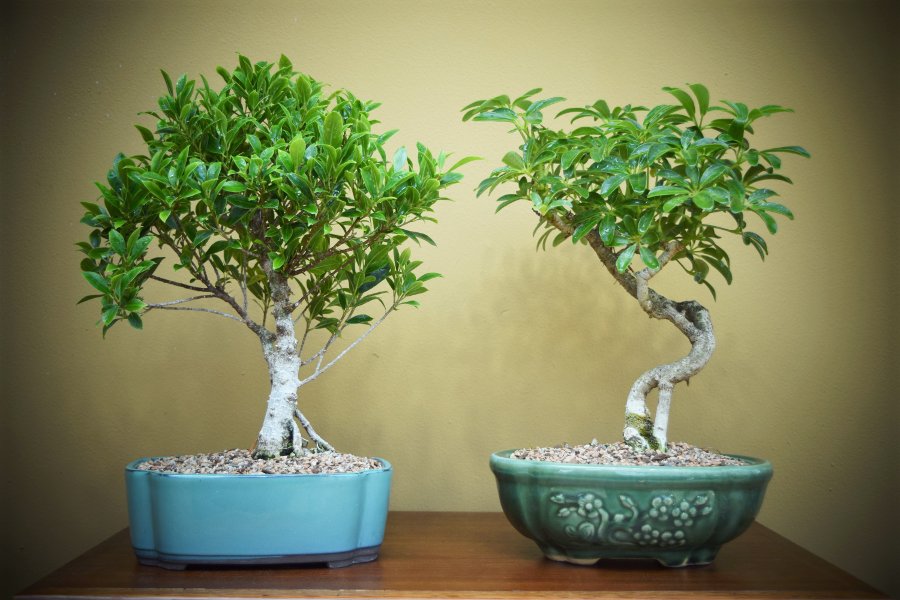 Bonsai Plants