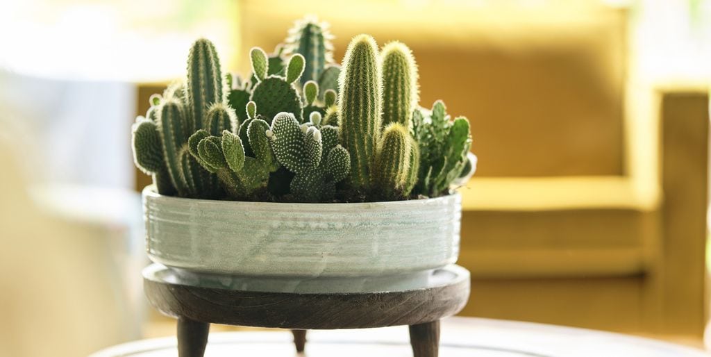Cactus Plant to gift your close ones