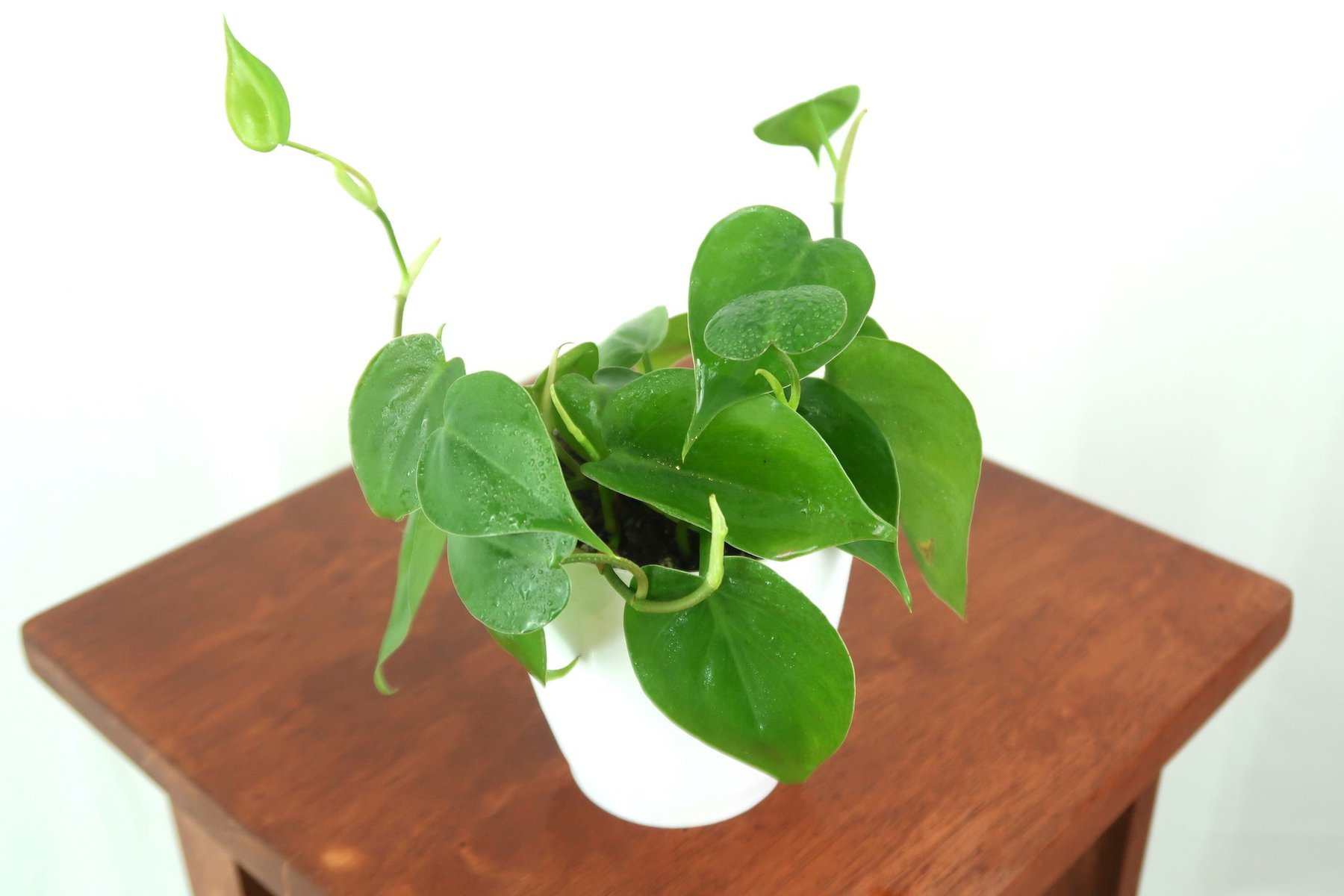 Heartleaf Philodendron to gift your close ones