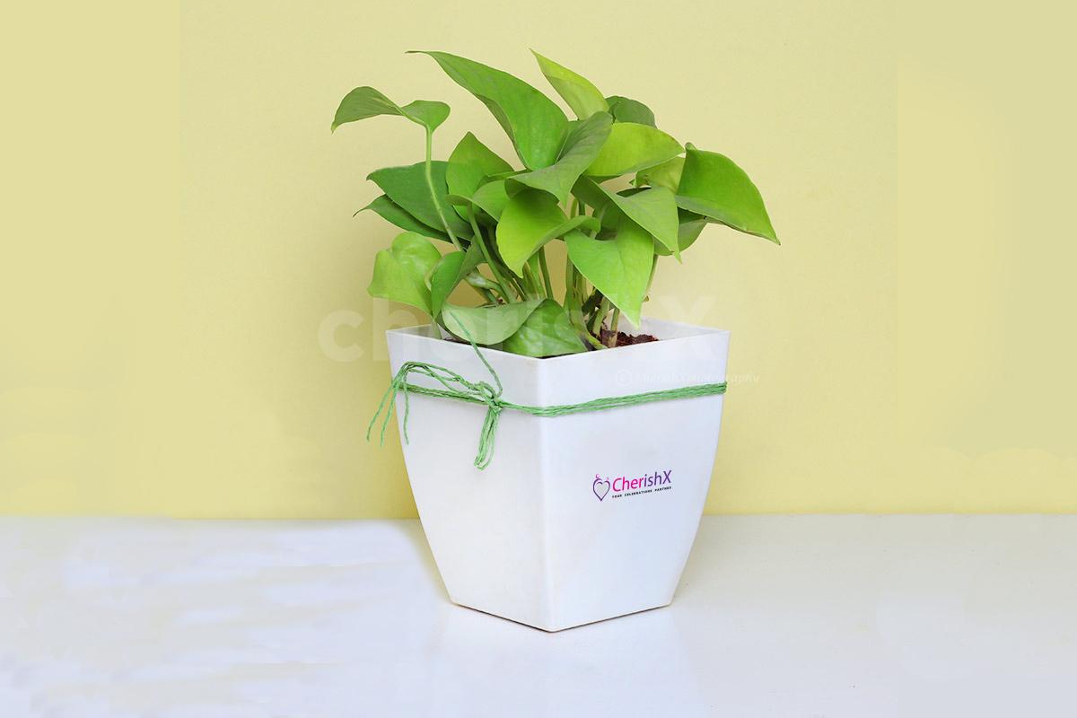 Money Plant to gift your close ones