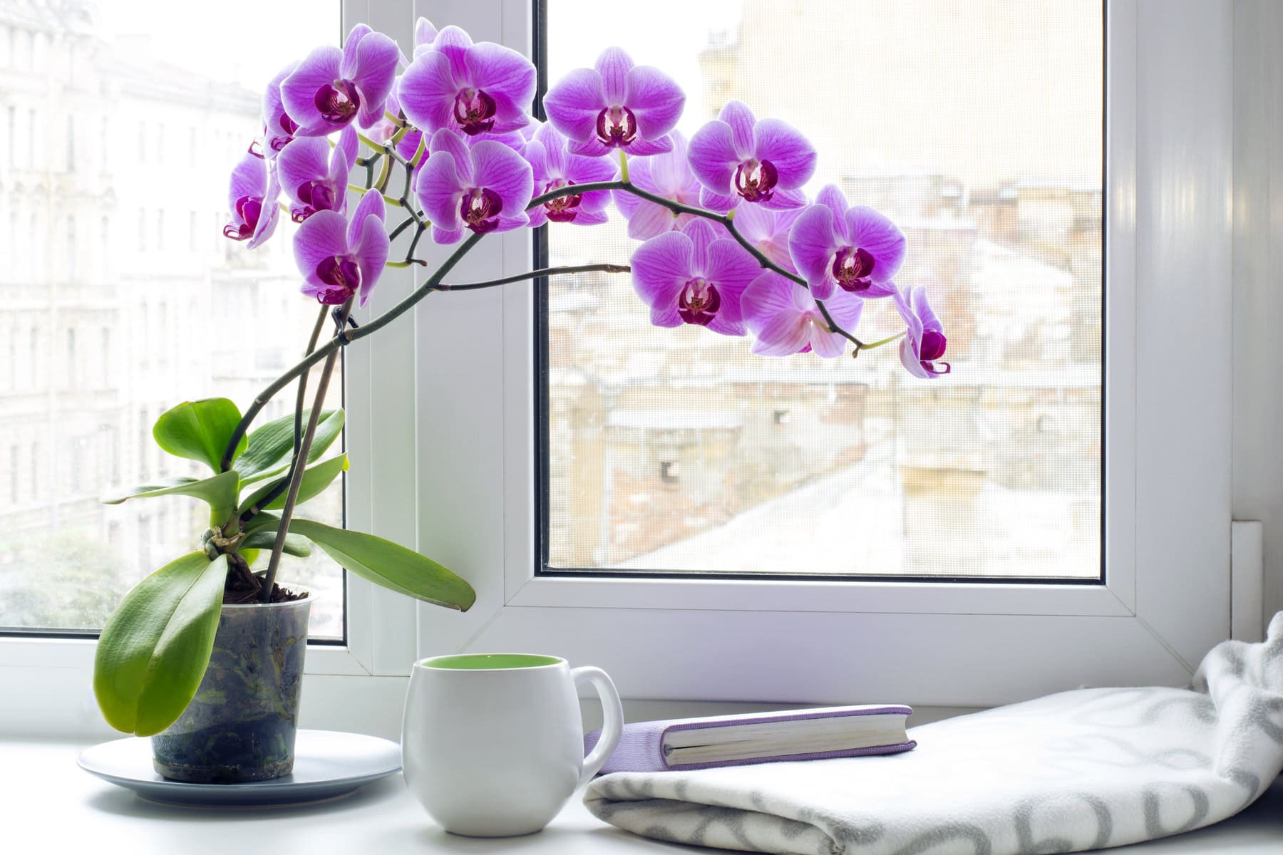 orchid-pot-