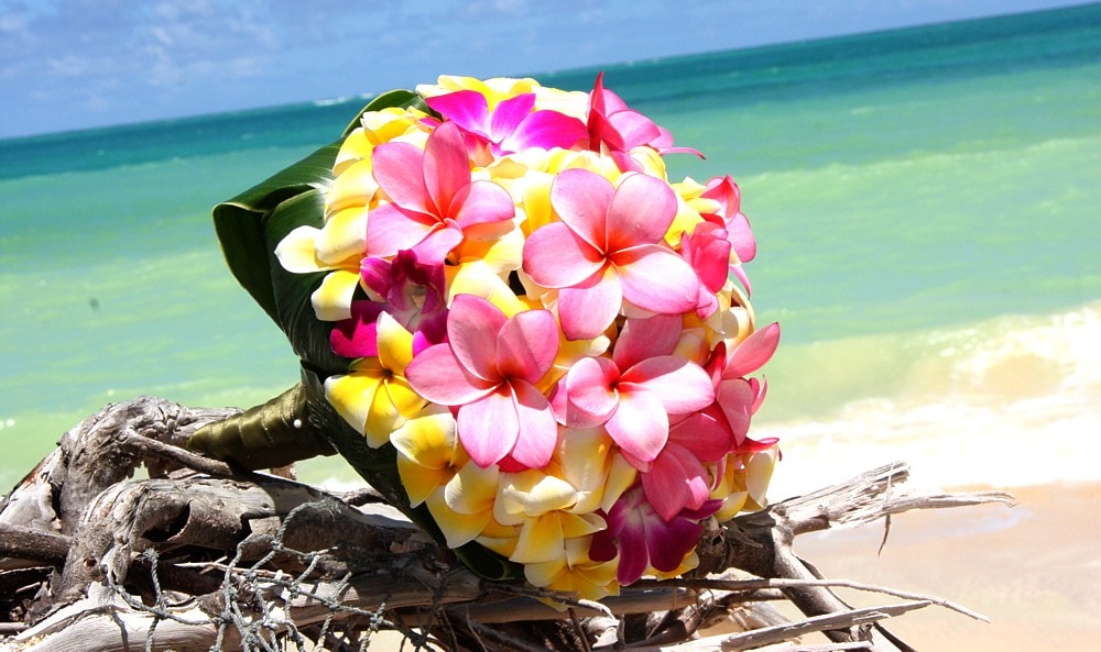 A bunch of Frangipanis features as one of the best flowers to gift