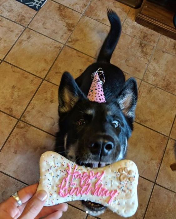 celebrate dog birthday