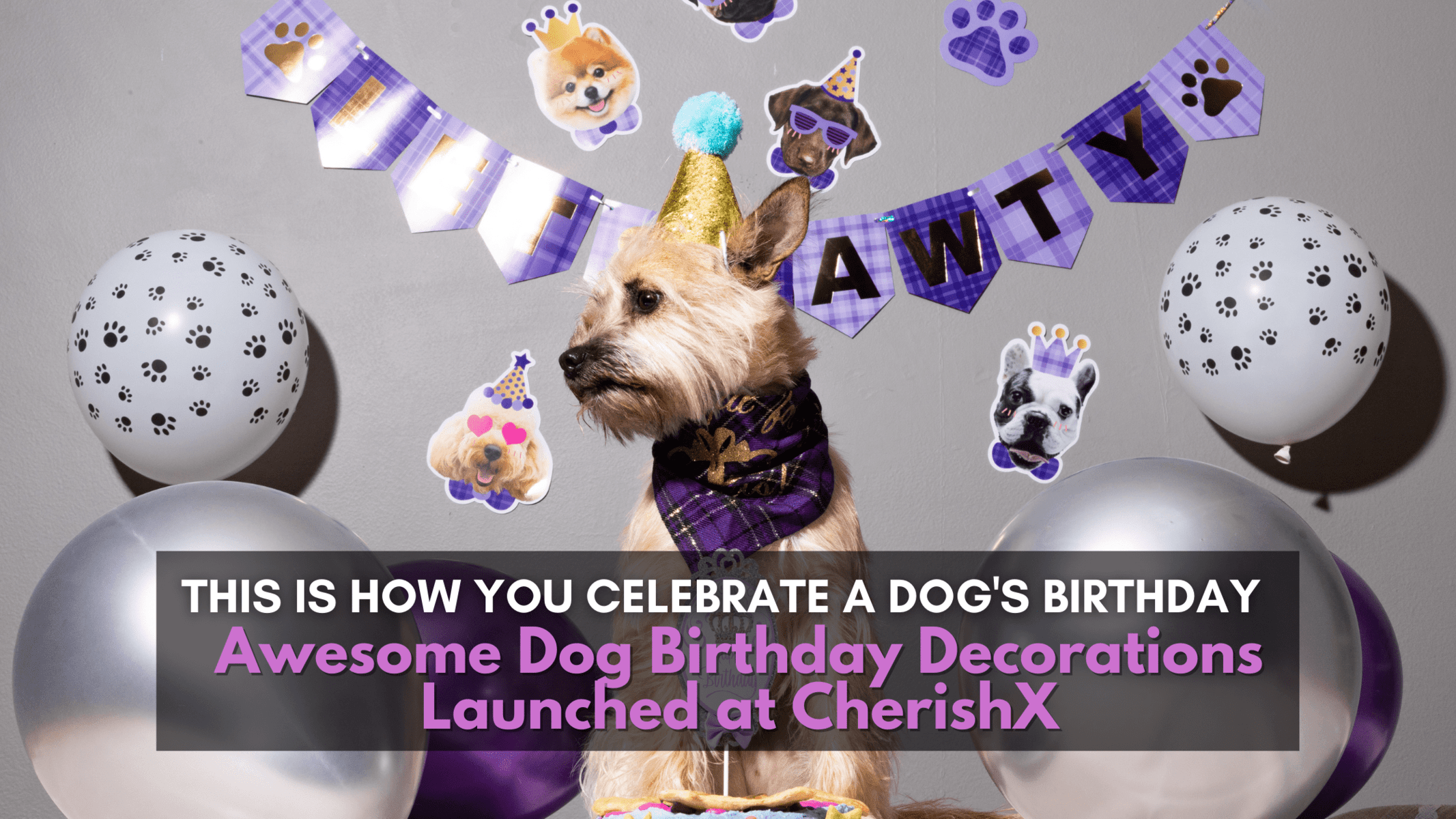 This is How You Celebrate a Dog’s Birthday- Awesome Pet Birthday Decorations Launched at CherishX