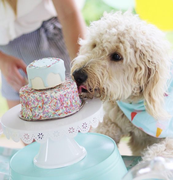 celebrate dog birthday