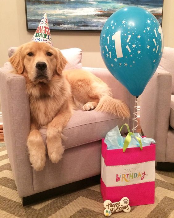 celebrate dog birthday