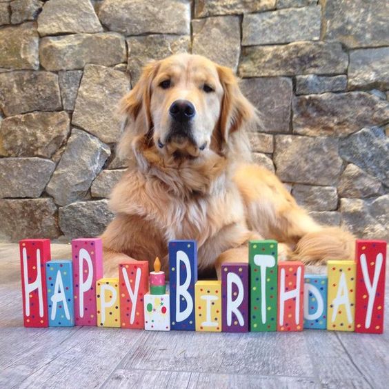 celebrate dog birthday