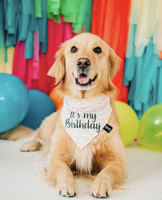 celebrate dog birthday
