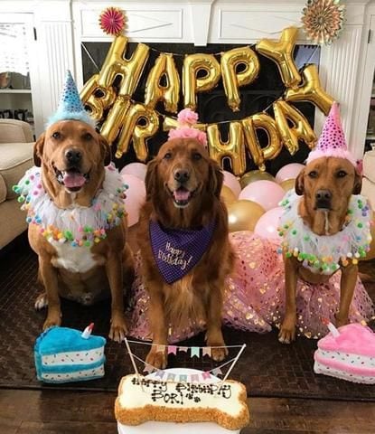 Dog birthday dresses 