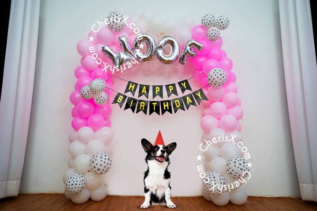 celebrate dog birthday