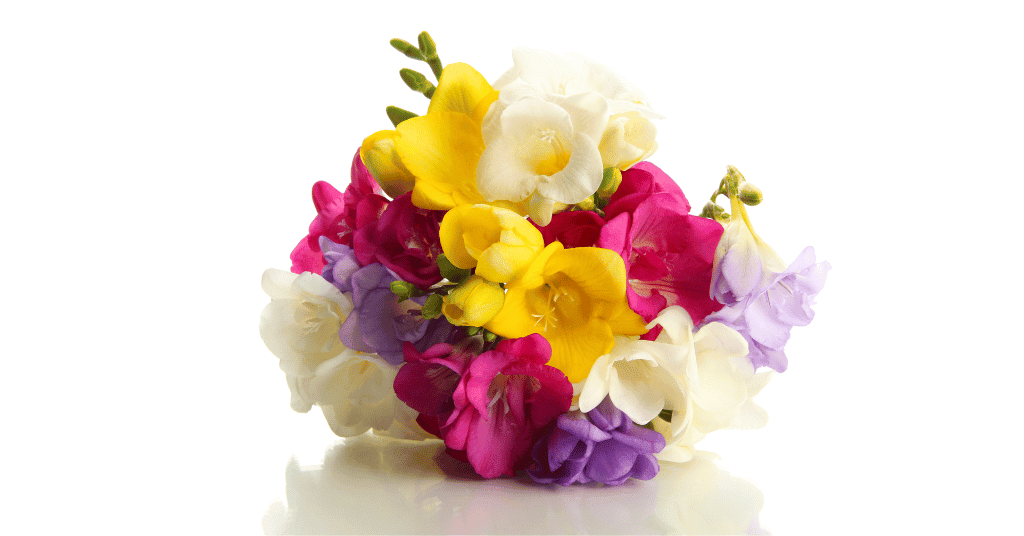 beautiful bouquet of Freesias with white, yellow, purple, and red flowers 