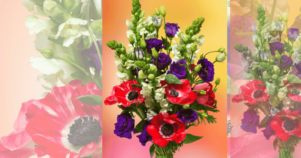 Anemones flower bouquet of red, purple and white flowers 