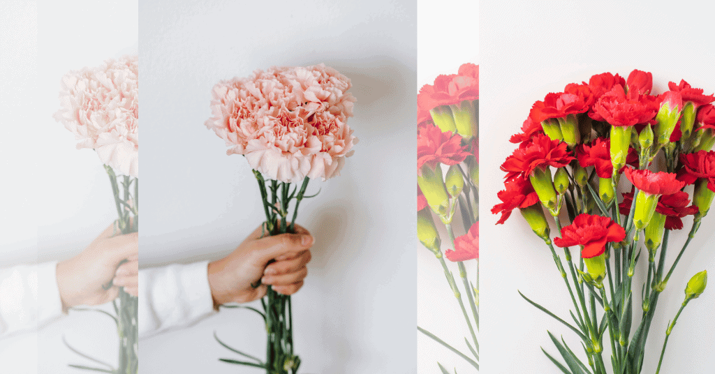 carnation to give for a first date to the girl 