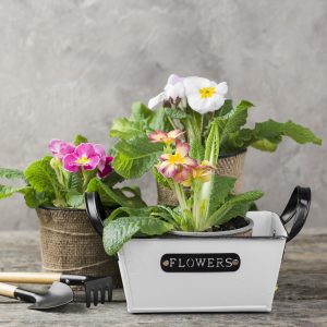 A Garden of Mini Plants