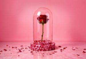 Rose in a Dome